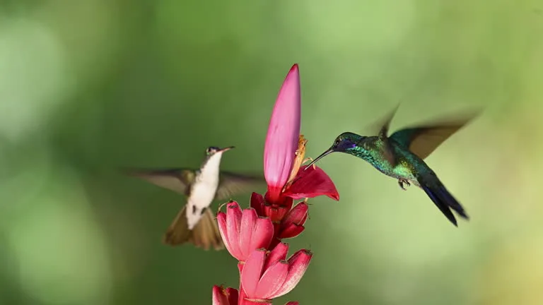 Biodiversidad en Cali